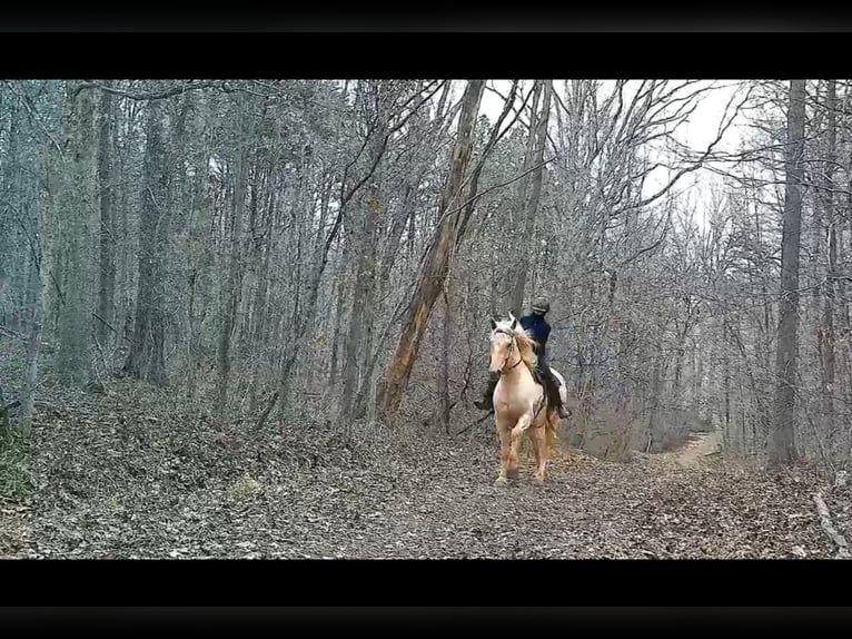 Arbeitspferd Wallach 6 Jahre 160 cm Palomino in Jeffersonton