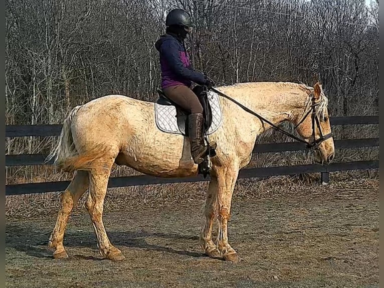 Arbeitspferd Wallach 6 Jahre 160 cm Palomino in Jeffersonton