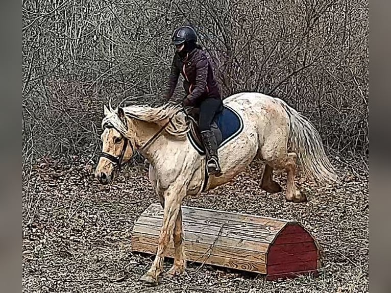 Arbeitspferd Wallach 6 Jahre 160 cm Palomino in Jeffersonton
