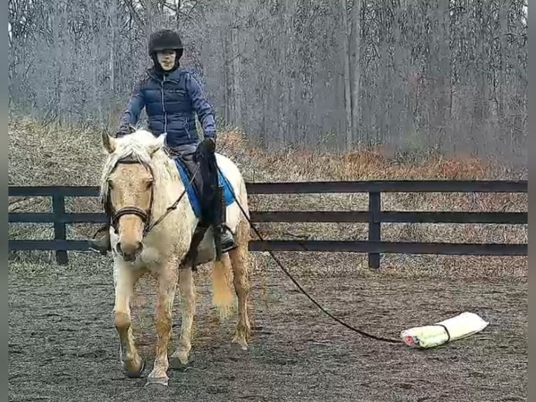 Arbeitspferd Wallach 6 Jahre 160 cm Palomino in Jeffersonton
