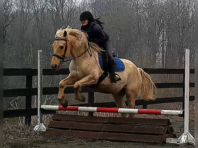 Arbeitspferd Wallach 6 Jahre 160 cm Palomino in Jeffersonton