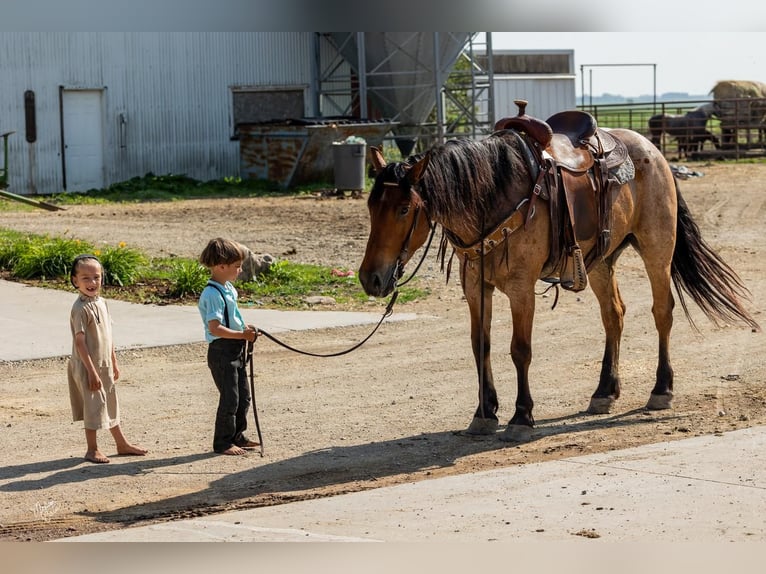Arbeitspferd Mix Wallach 6 Jahre 160 cm Roan-Bay in Stewartville, MN