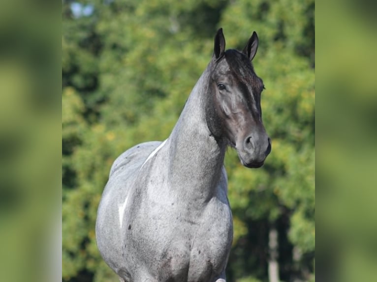 Arbeitspferd Wallach 6 Jahre 160 cm Roan-Blue in Mount Vernon