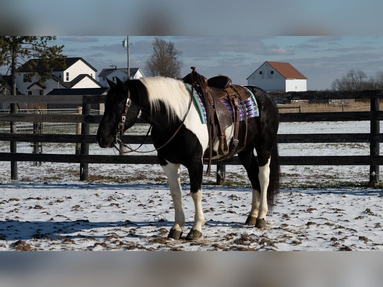 Arbeitspferd Mix Wallach 6 Jahre 160 cm Schecke in Fredericksburg