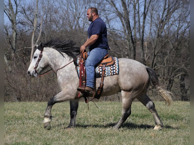 Arbeitspferd Wallach 6 Jahre 160 cm Schimmel in Mount Vernon KY