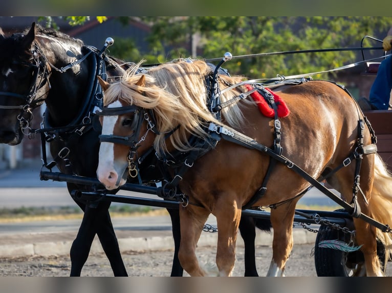Arbeitspferd Mix Wallach 6 Jahre 163 cm Dunkelfuchs in Hamilton