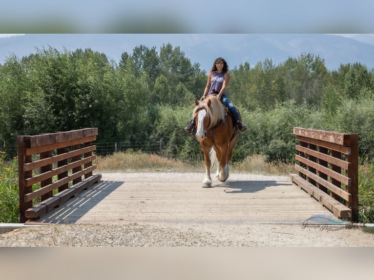 Arbeitspferd Mix Wallach 6 Jahre 163 cm Dunkelfuchs in Hamilton
