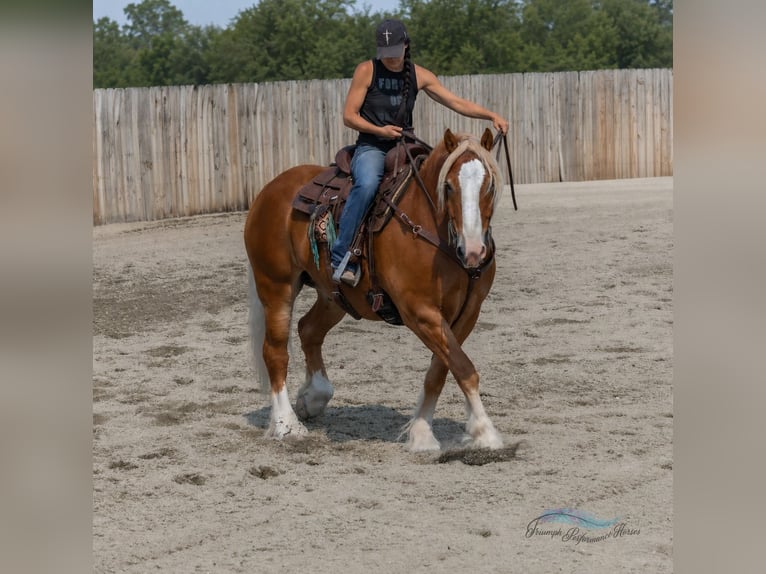 Arbeitspferd Mix Wallach 6 Jahre 163 cm Dunkelfuchs in Hamilton
