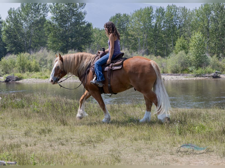Arbeitspferd Mix Wallach 6 Jahre 163 cm Dunkelfuchs in Hamilton