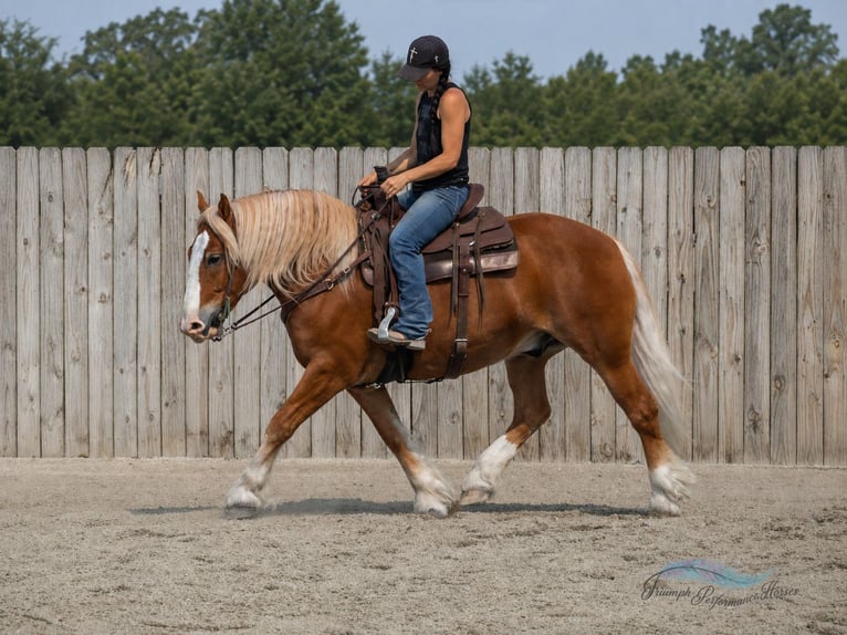 Arbeitspferd Mix Wallach 6 Jahre 163 cm Dunkelfuchs in Hamilton