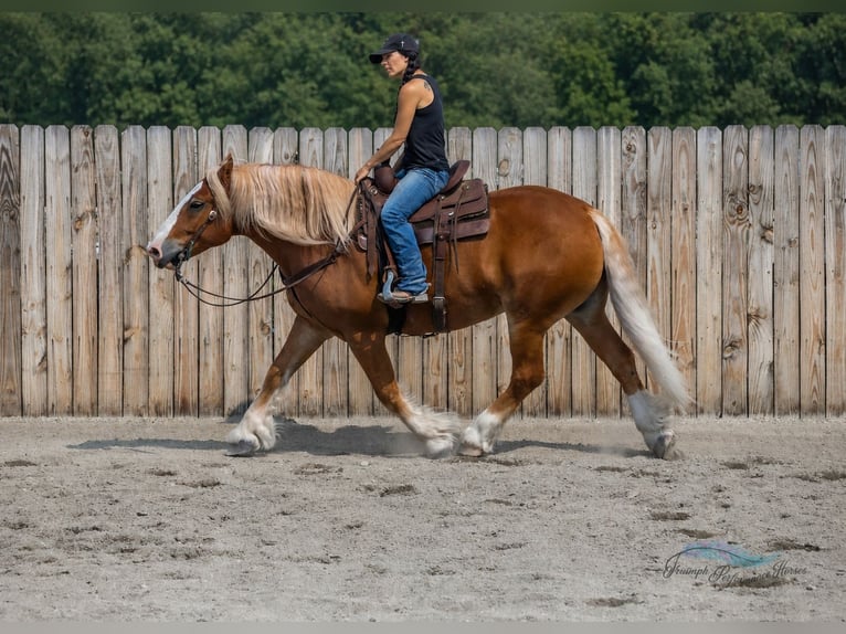 Arbeitspferd Mix Wallach 6 Jahre 163 cm Dunkelfuchs in Hamilton