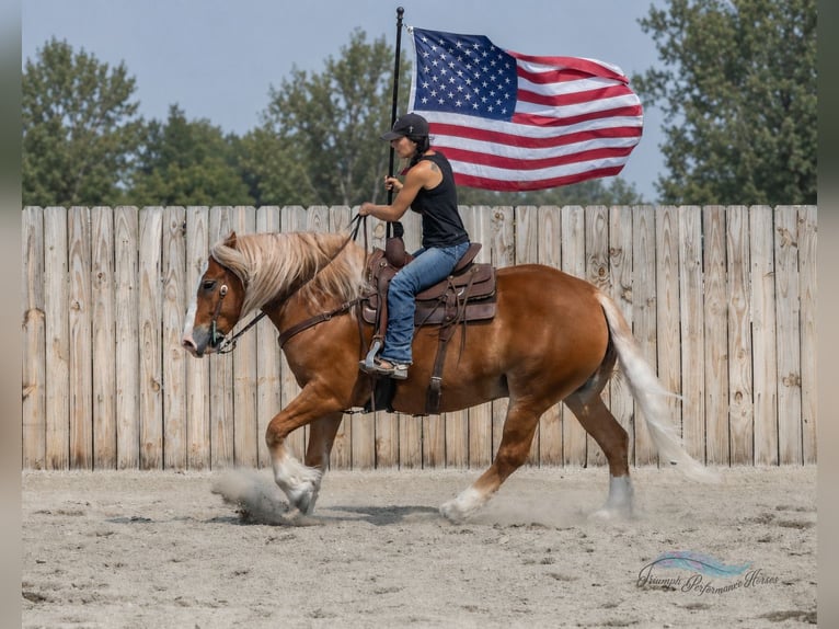 Arbeitspferd Mix Wallach 6 Jahre 163 cm Dunkelfuchs in Hamilton