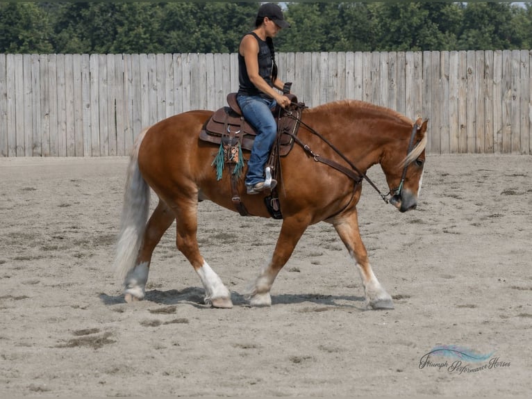 Arbeitspferd Mix Wallach 6 Jahre 163 cm Dunkelfuchs in Hamilton