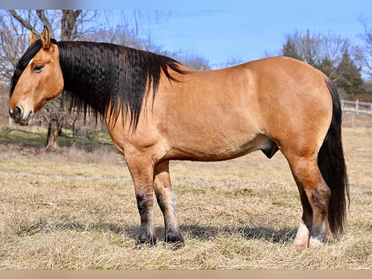 Arbeitspferd Mix Wallach 6 Jahre 163 cm Falbe in Thurmont, MD