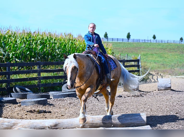 Arbeitspferd Wallach 6 Jahre 163 cm Palomino in Wooster OH