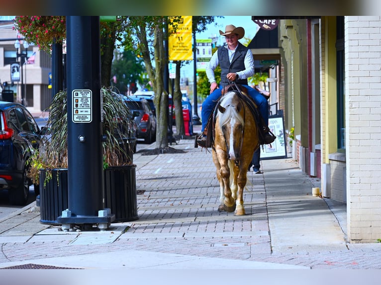 Arbeitspferd Wallach 6 Jahre 163 cm Palomino in Wooster OH