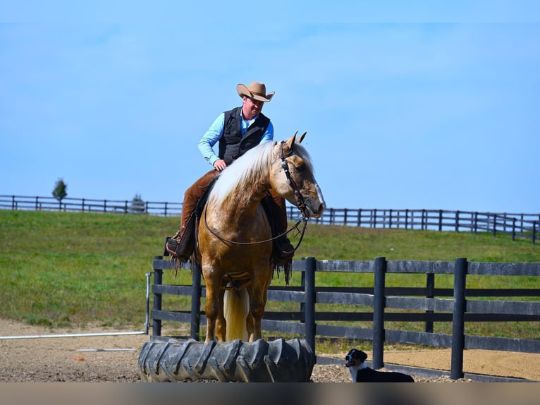 Arbeitspferd Wallach 6 Jahre 163 cm Palomino in Wooster OH