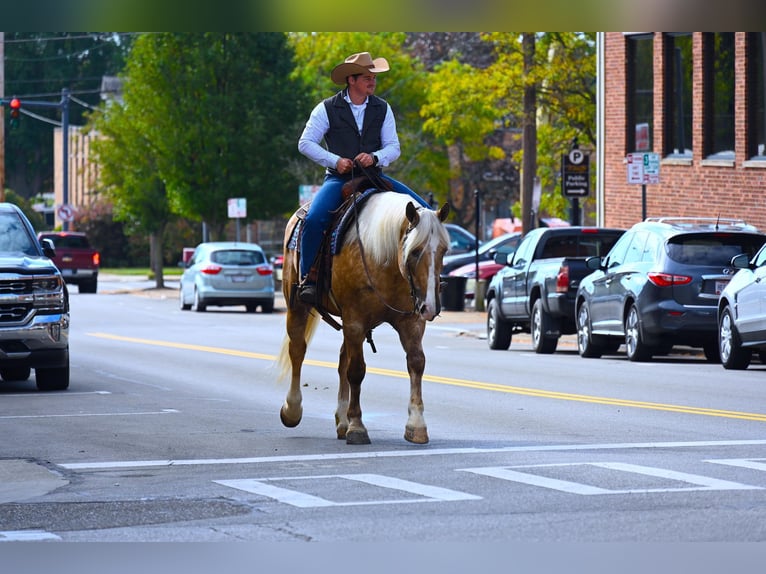 Arbeitspferd Wallach 6 Jahre 163 cm Palomino in Wooster OH