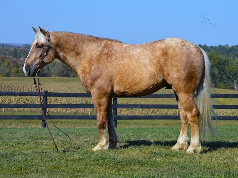 Arbeitspferd Wallach 6 Jahre 163 cm Palomino in Wooster OH