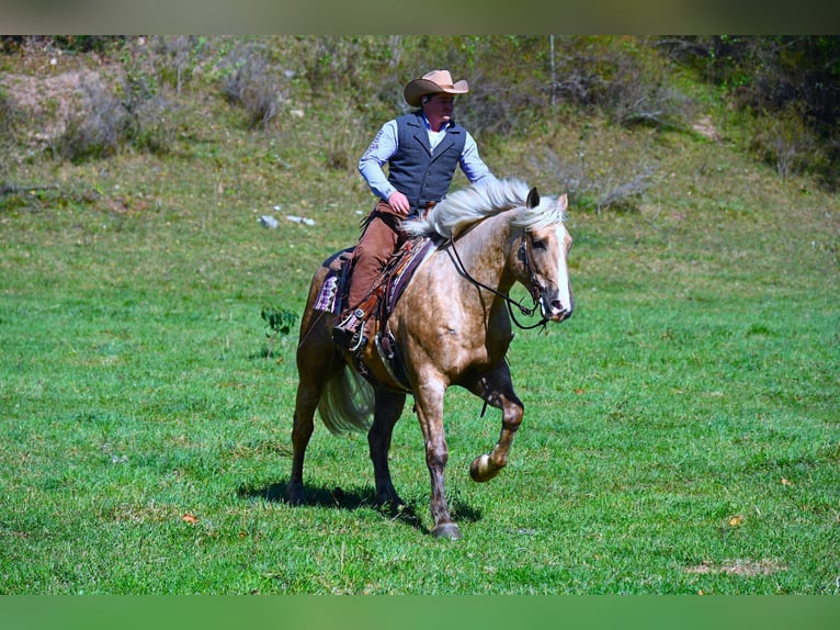 Arbeitspferd Wallach 6 Jahre 163 cm Palomino in Wooster OH