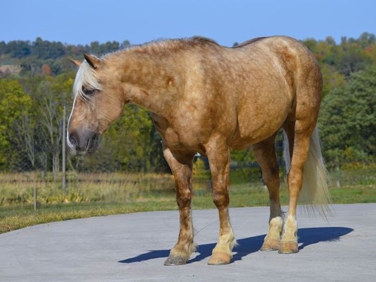 Arbeitspferd Wallach 6 Jahre 163 cm Palomino in Wooster OH