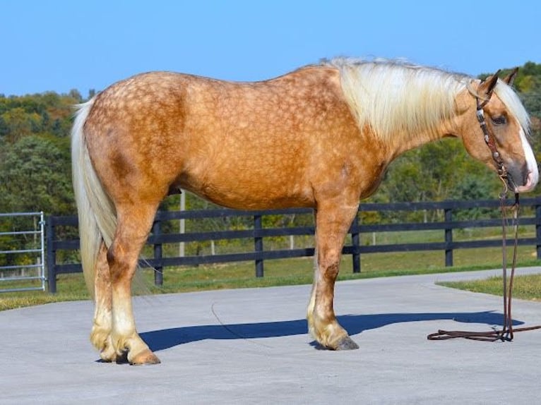 Arbeitspferd Wallach 6 Jahre 163 cm Palomino in Wooster OH