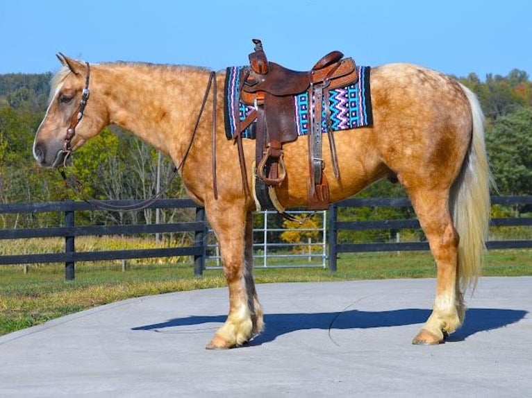 Arbeitspferd Wallach 6 Jahre 163 cm Palomino in Wooster OH