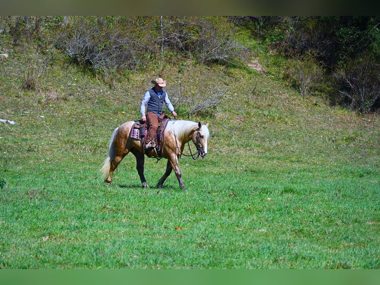 Arbeitspferd Wallach 6 Jahre 163 cm Palomino in Wooster OH