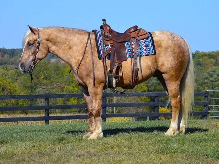 Arbeitspferd Wallach 6 Jahre 163 cm Palomino in Wooster OH