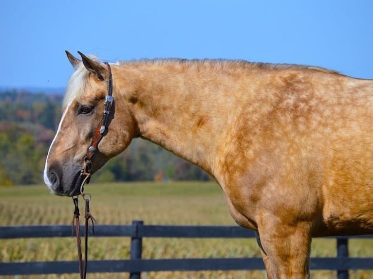 Arbeitspferd Wallach 6 Jahre 163 cm Palomino in Wooster OH