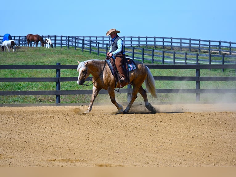 Arbeitspferd Wallach 6 Jahre 163 cm Palomino in Wooster OH