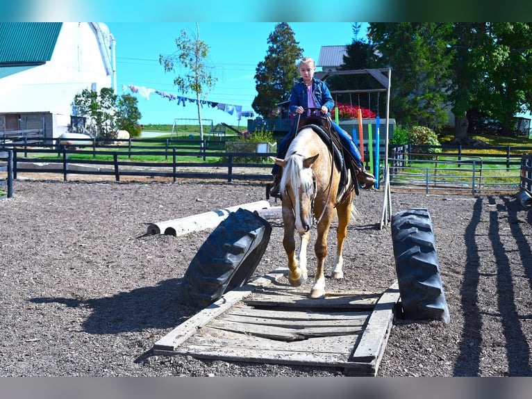 Arbeitspferd Wallach 6 Jahre 163 cm Palomino in Wooster OH