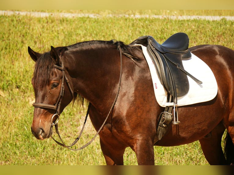 Arbeitspferd Mix Wallach 6 Jahre 163 cm Roan-Bay in Fresno