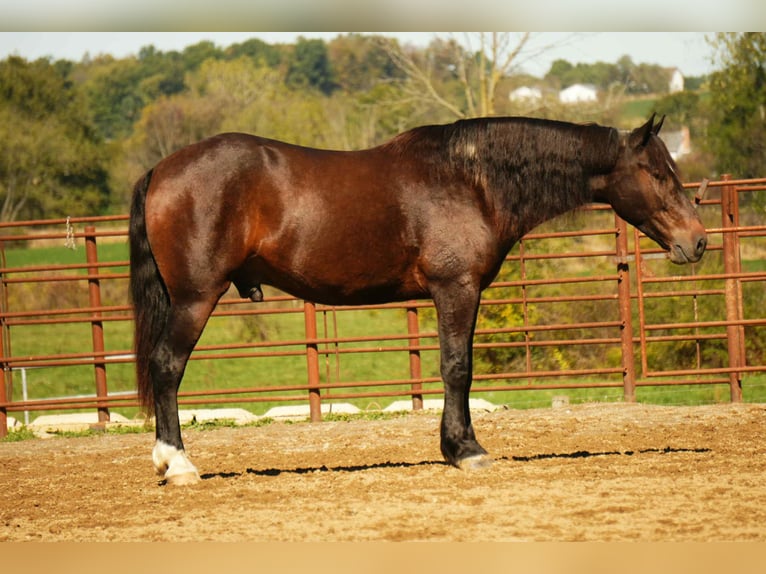 Arbeitspferd Mix Wallach 6 Jahre 163 cm Roan-Bay in Fresno