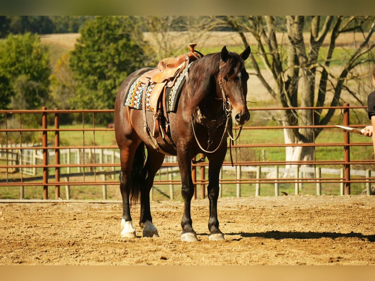 Arbeitspferd Mix Wallach 6 Jahre 163 cm Roan-Bay in Fresno