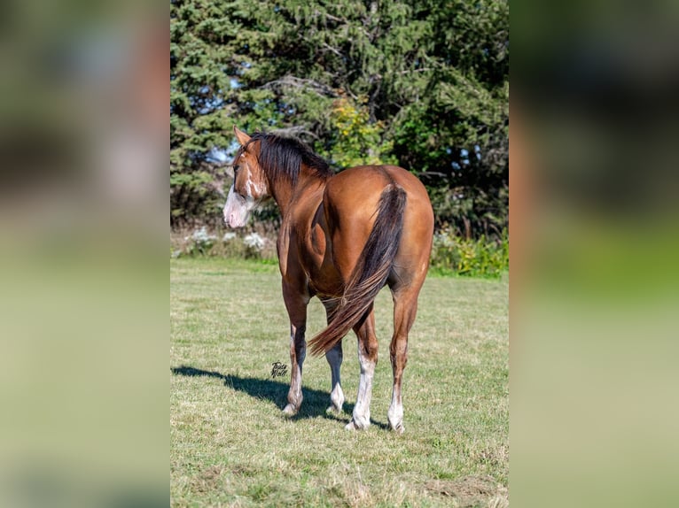 Arbeitspferd Wallach 6 Jahre 163 cm Roan-Bay in Van Horne IA