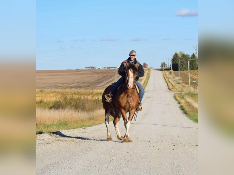 Arbeitspferd Wallach 6 Jahre 163 cm Roan-Bay in Van Horne IA