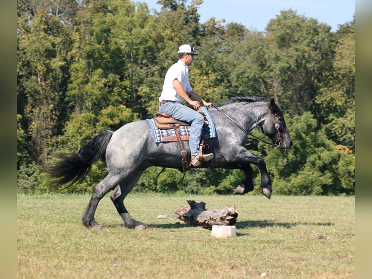 Arbeitspferd Wallach 6 Jahre 163 cm Roan-Blue in Mount Vernon