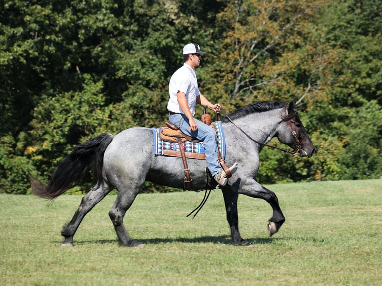 Arbeitspferd Wallach 6 Jahre 163 cm Roan-Blue in Mount Vernon