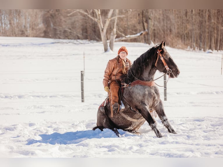 Arbeitspferd Mix Wallach 6 Jahre 163 cm Roan-Blue in Andover