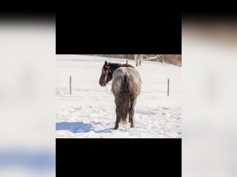 Arbeitspferd Mix Wallach 6 Jahre 163 cm Roan-Blue in Andover