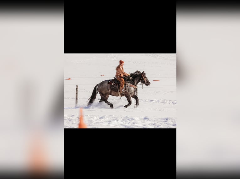 Arbeitspferd Mix Wallach 6 Jahre 163 cm Roan-Blue in Andover