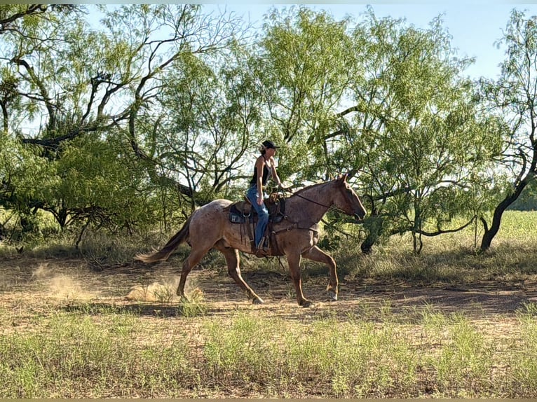 Arbeitspferd Mix Wallach 6 Jahre 163 cm Roan-Red in Weatherford