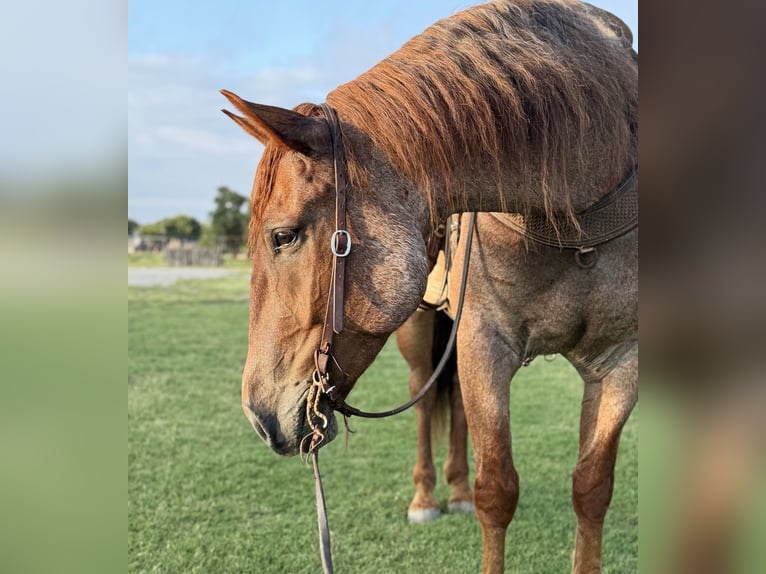 Arbeitspferd Mix Wallach 6 Jahre 163 cm Roan-Red in Weatherford