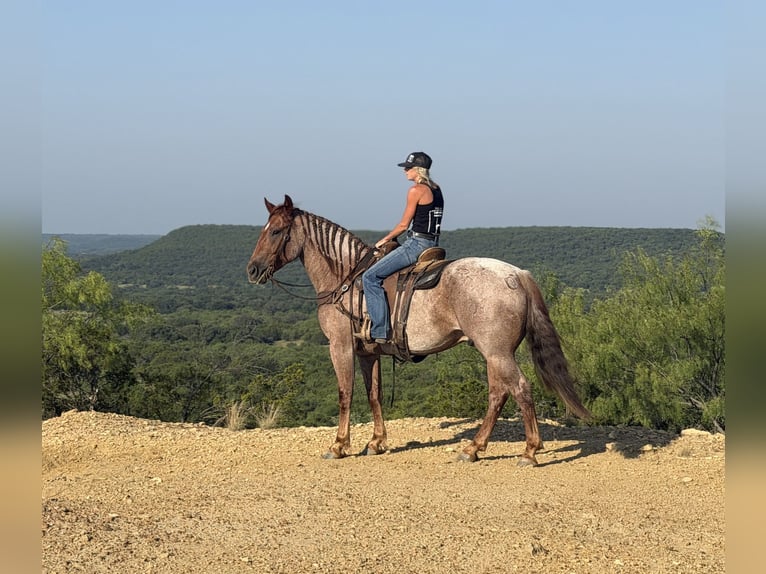 Arbeitspferd Mix Wallach 6 Jahre 163 cm Roan-Red in Weatherford