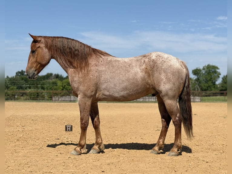 Arbeitspferd Mix Wallach 6 Jahre 163 cm Roan-Red in Weatherford