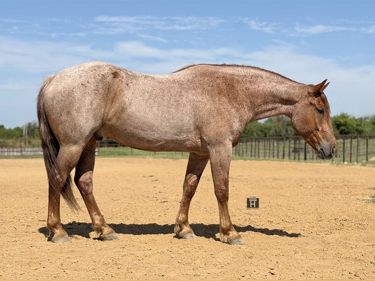 Arbeitspferd Mix Wallach 6 Jahre 163 cm Roan-Red in Weatherford