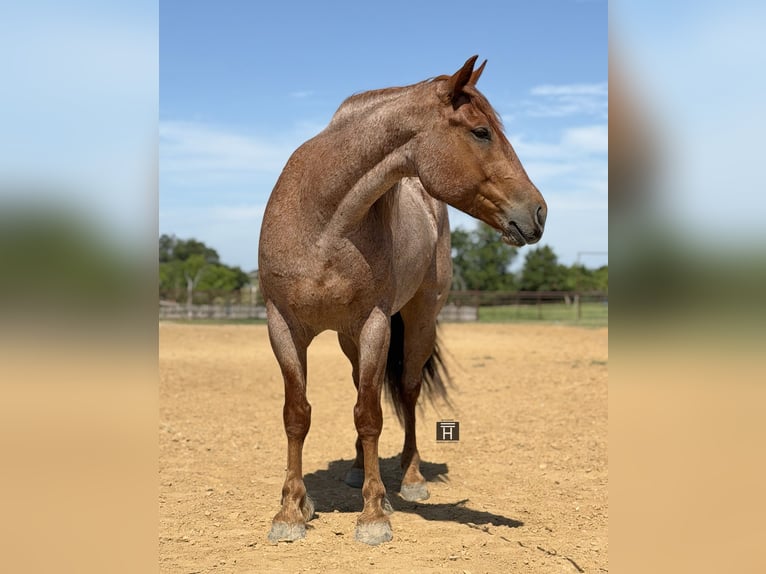 Arbeitspferd Mix Wallach 6 Jahre 163 cm Roan-Red in Weatherford