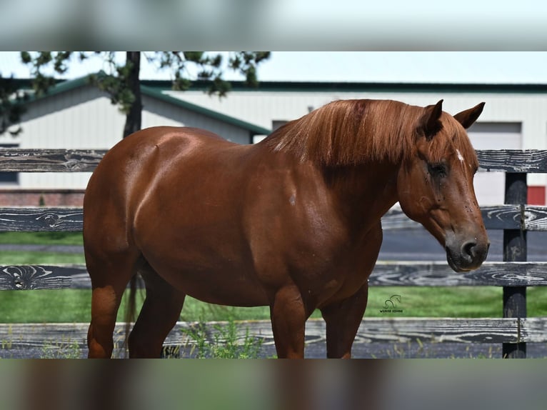 Arbeitspferd Mix Wallach 6 Jahre 163 cm Rotfuchs in Fredericksburg