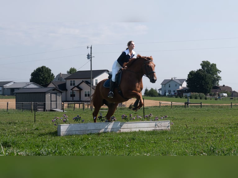 Arbeitspferd Mix Wallach 6 Jahre 163 cm Rotfuchs in Fredericksburg